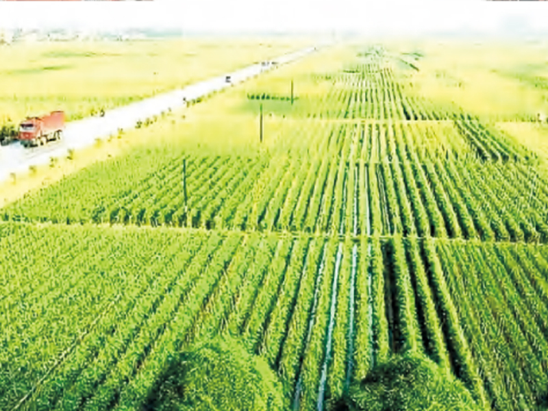 苗仙湖片区农业旅游扶贫建设项目