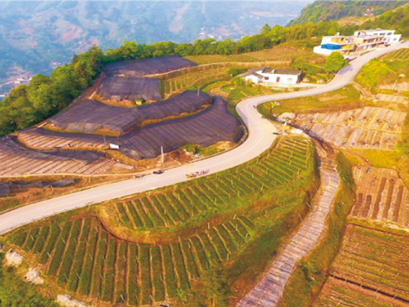 富顺县森林质量精准提升建设项目-营造林建设及林下产业建设-2023年油茶种植项目