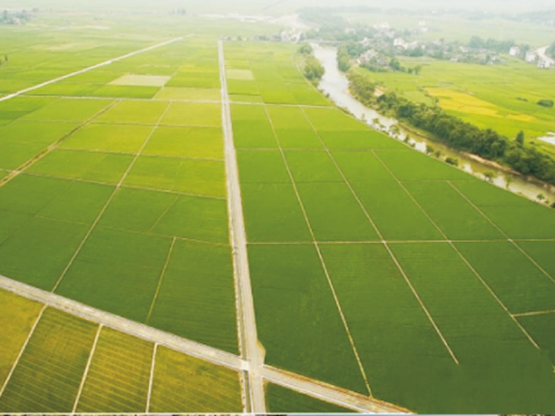 沿滩区高标准农田建设项目(大屋基-大雁塘片区)